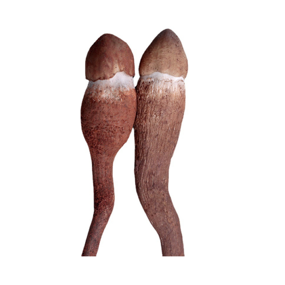 Chicken Mushroom Powder